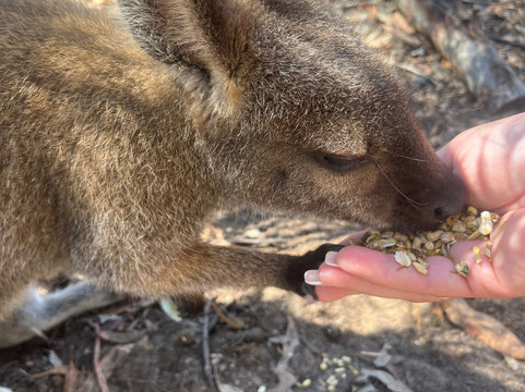 Kangaroo Island Wildlife Park-塞登必去景点