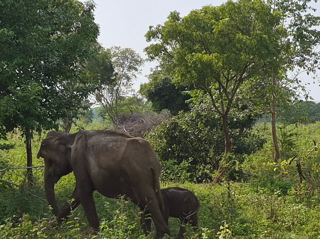 Udawalawe National Park Safari-乌达瓦拉瓦必去景点