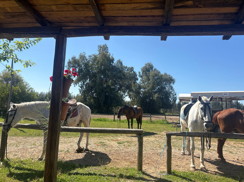 Dehesa Boyal-Villamanrique de la Condesa必去景点