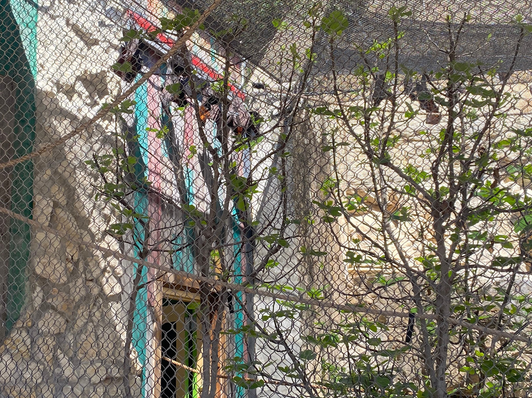 San Antonio Zoo-圣安东尼奥市必去景点