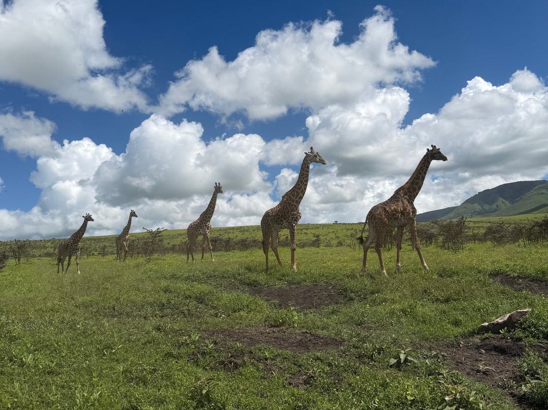Serengeti Silence - A Tour Operator-阿鲁沙必去景点