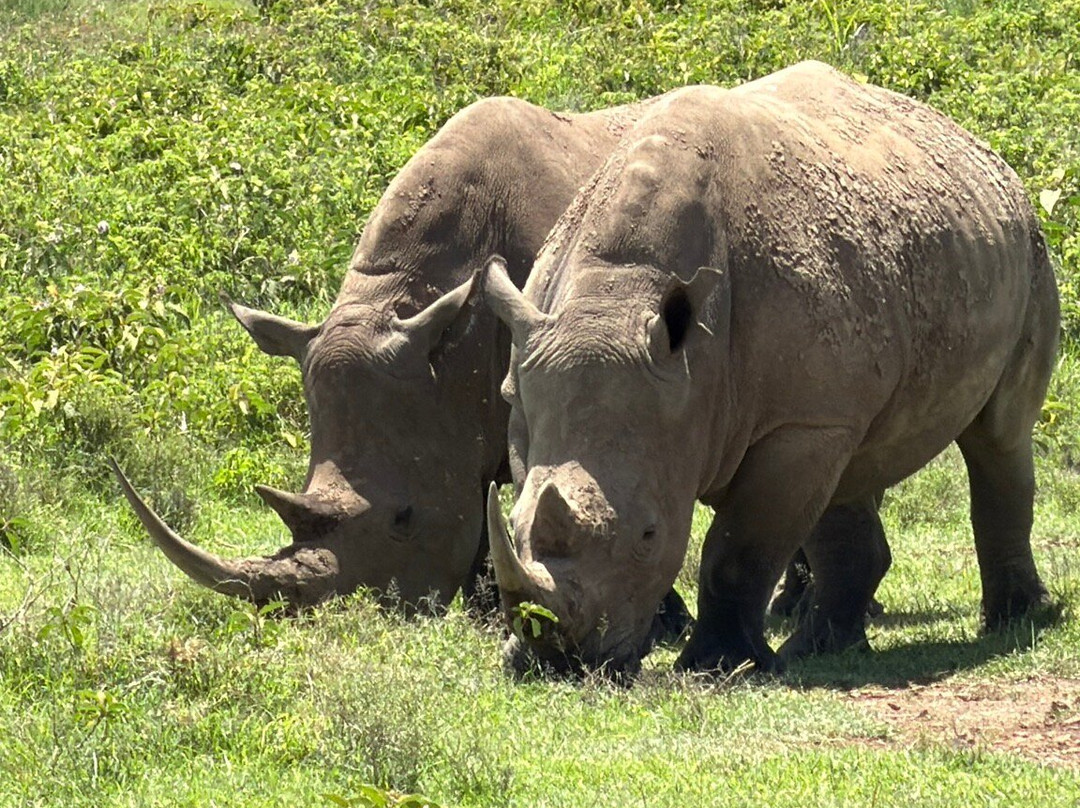 HIDAYA AFRICA TOURS AND TRAVEL-纳库鲁必去景点