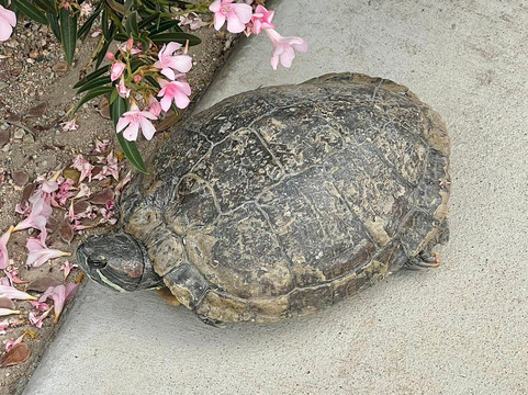 Civic Center Park-棕榈沙漠必去景点