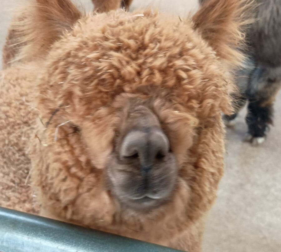 Dunreyth Alpacas-Funtington必去景点