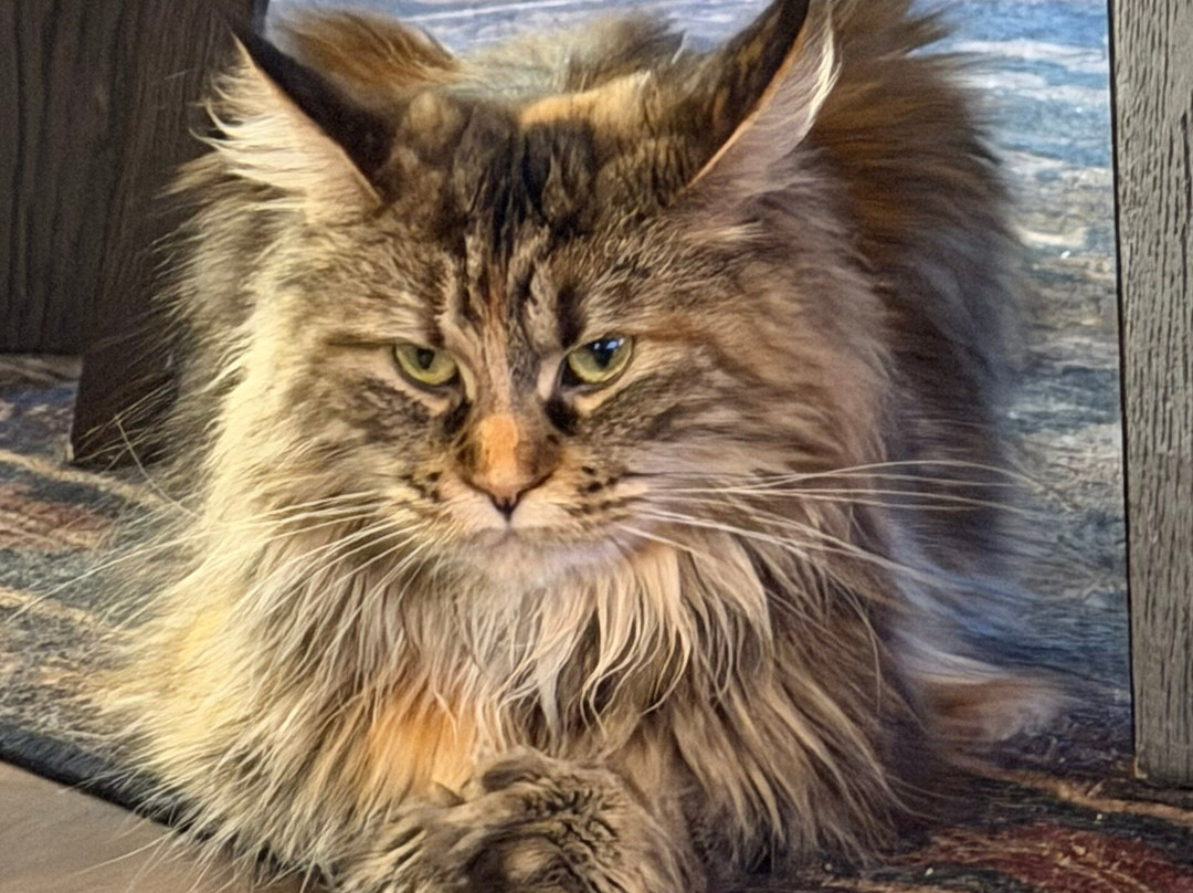 Maine Coon Manor Cat Cafe