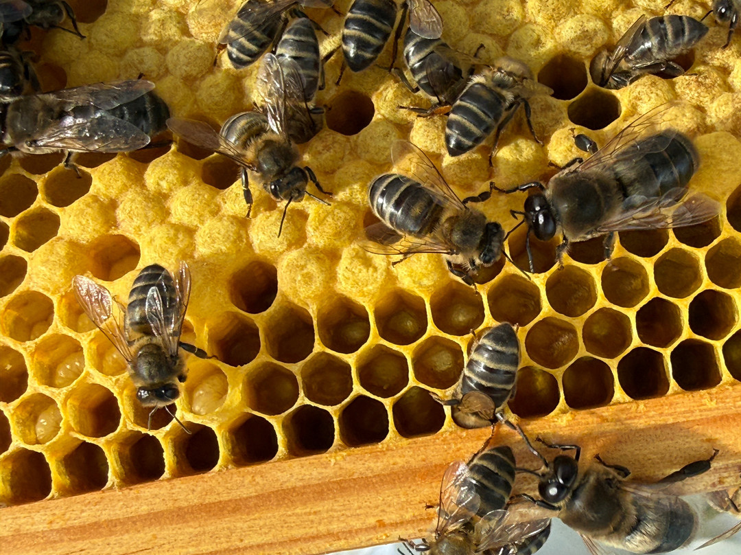 Apiário Margaridas-Fenais da Luz必去景点