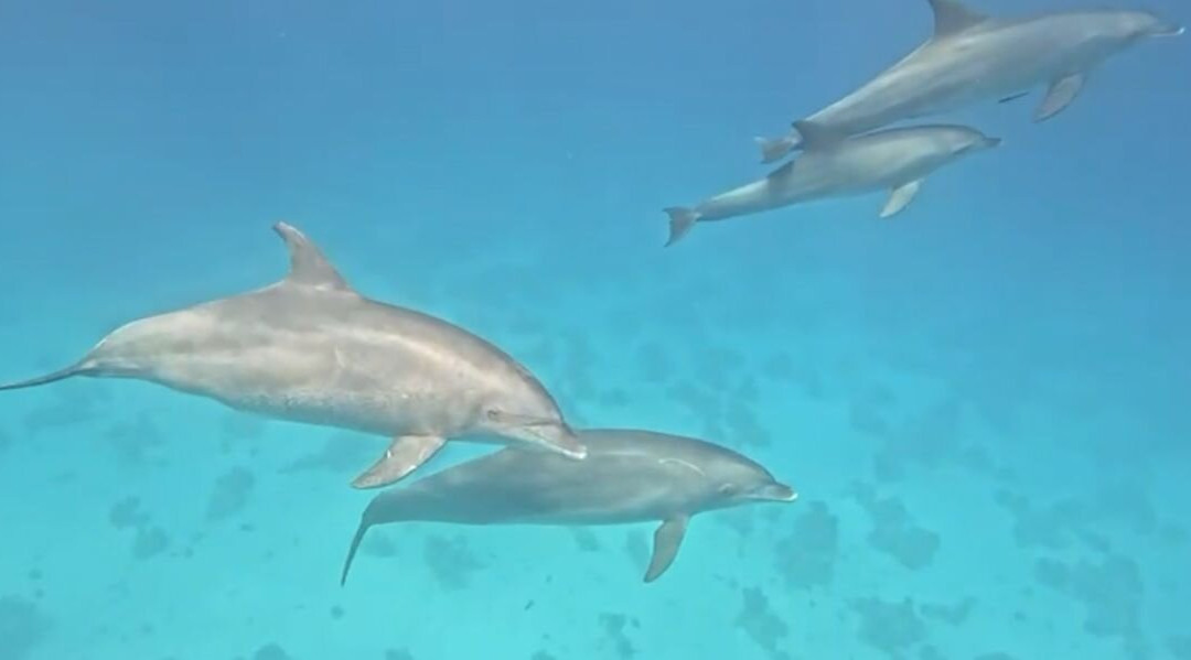 Fenix Red Sea-Hurghada 2必去景点