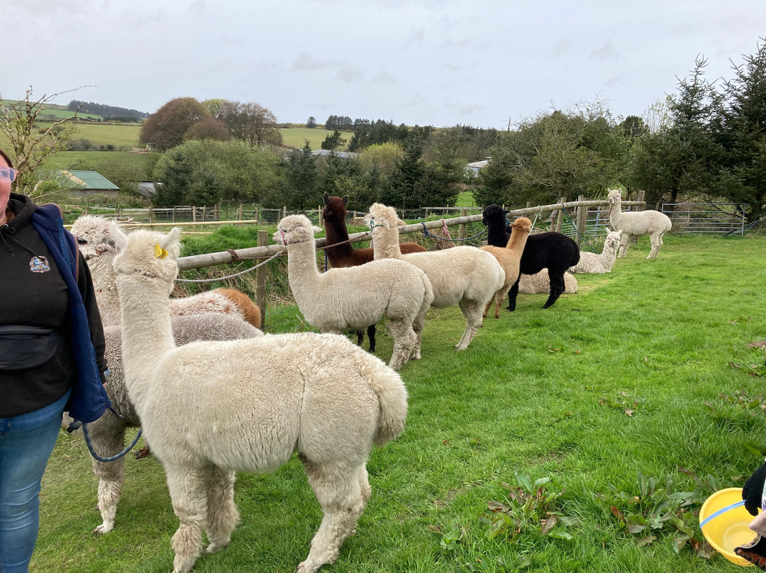 Alpaca Trekking Cornwall-康沃尔必去景点