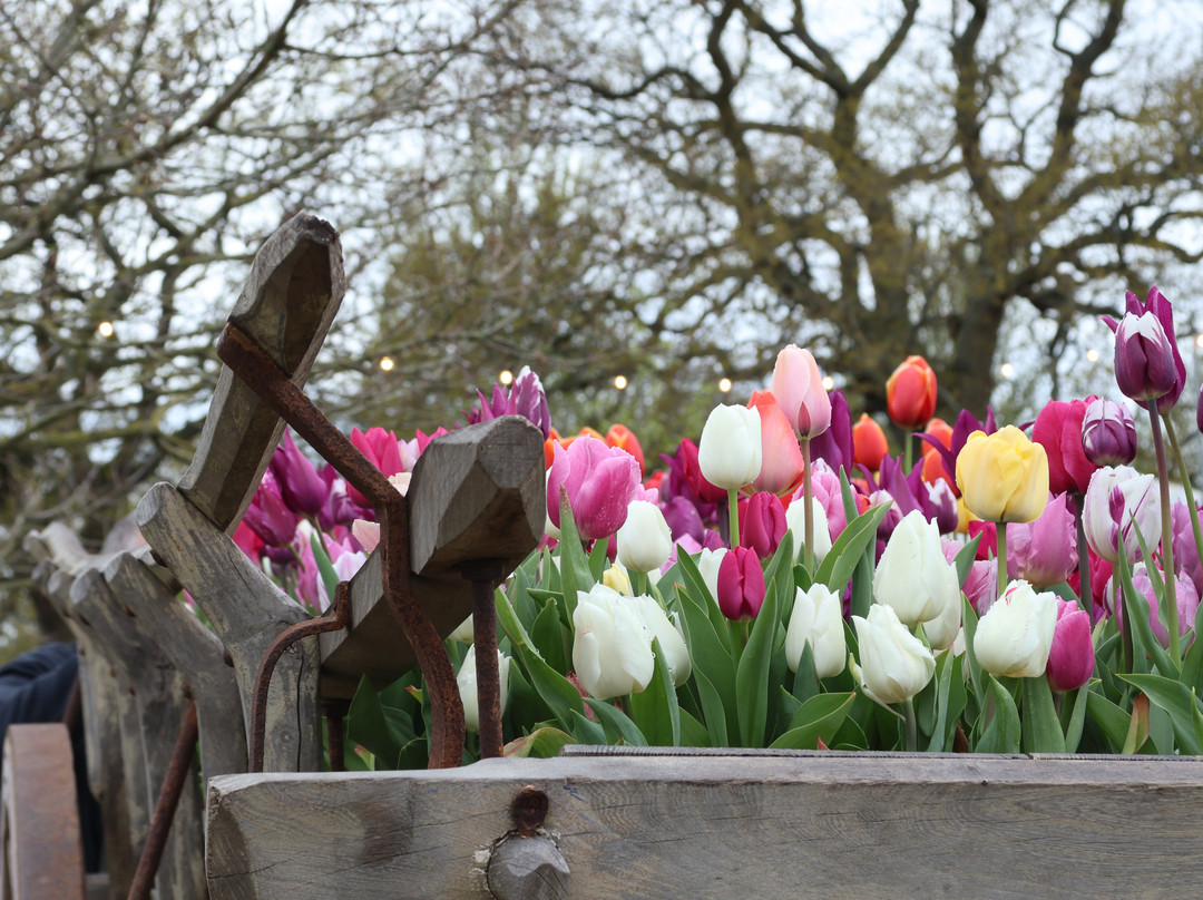 Tulleys Tulip Garden - Warwickshire-沃里克必去景点