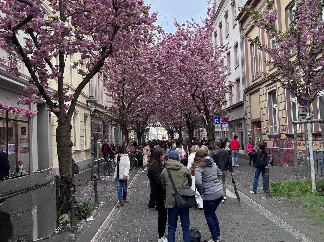 Cherry Blossom-波恩必去景点