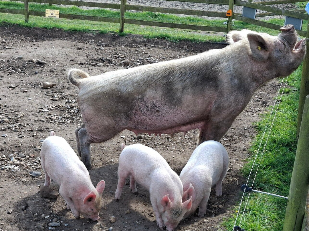 Baylham House Rare Breeds Farm-伊普斯威奇必去景点