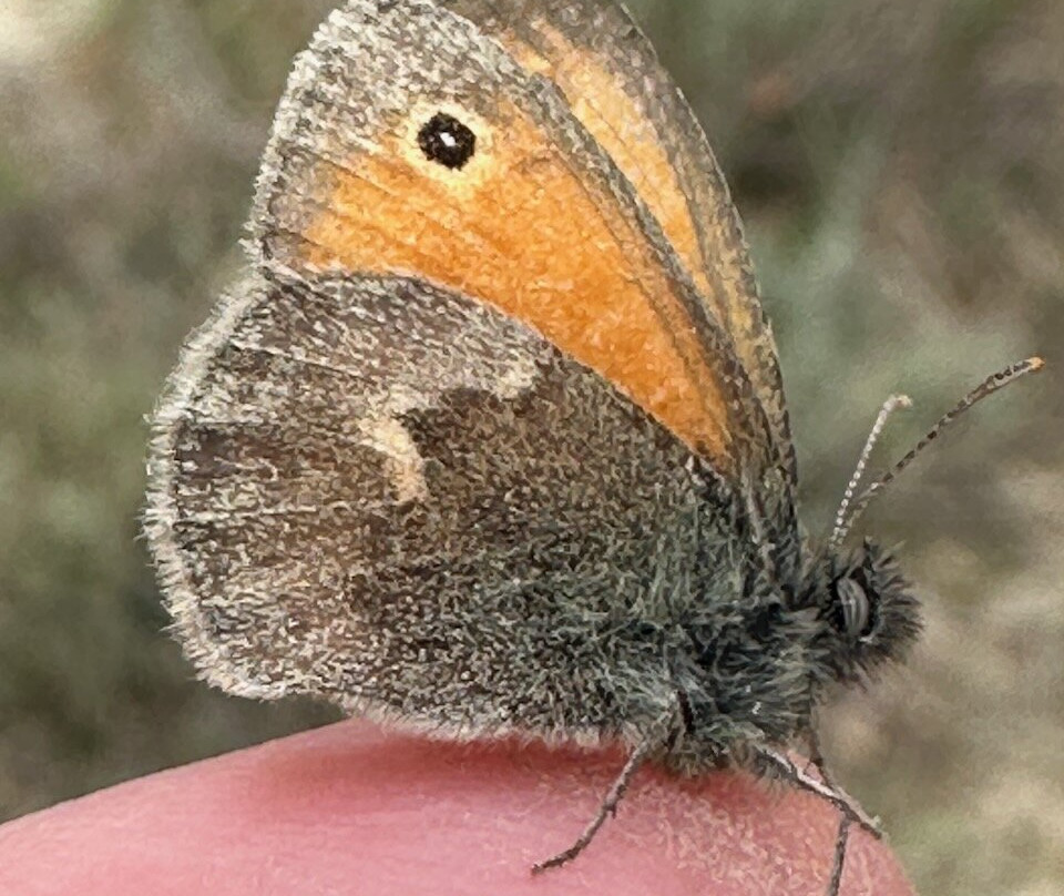 Birding In Italy-Capolona必去景点