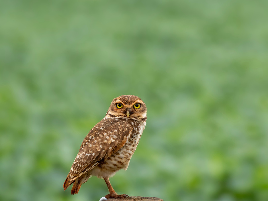 Bird Bonito