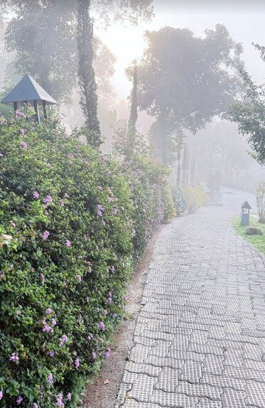 印度詩人樹酒店主图