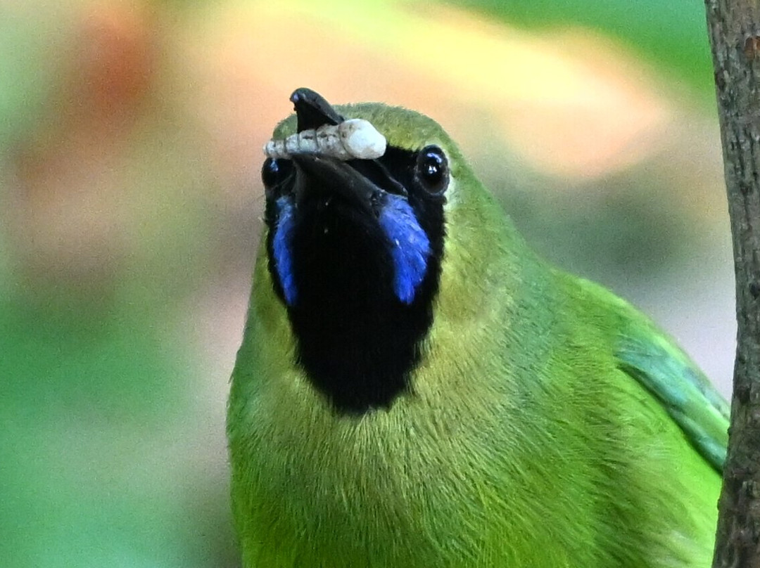 杰特威萨曼别墅奢华度假村（成人专属）主图