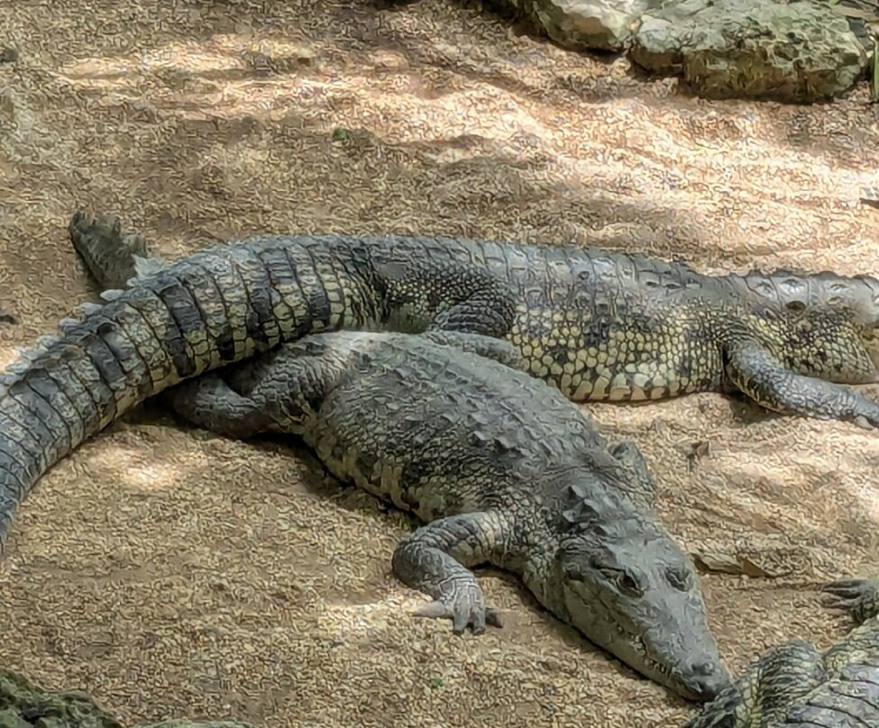 Croco Cun Zoo-从莫雷洛斯港必去景点