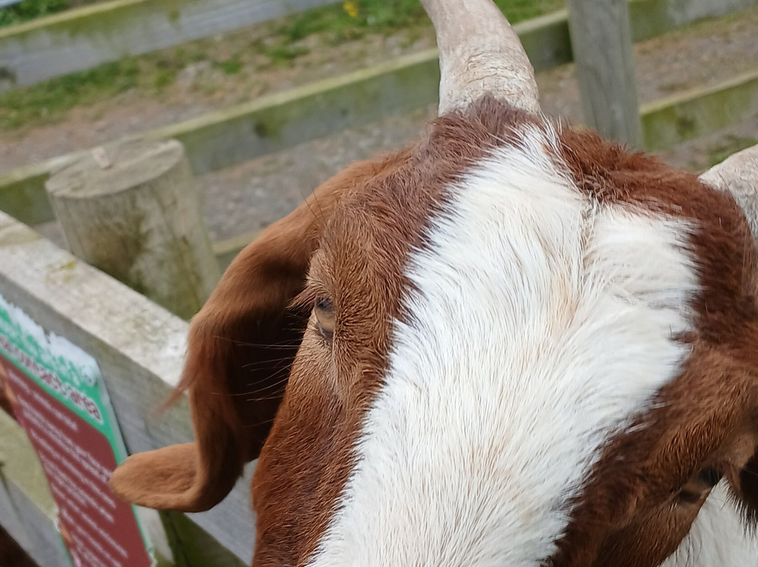 Manorafon Farm Park-Abergele必去景点