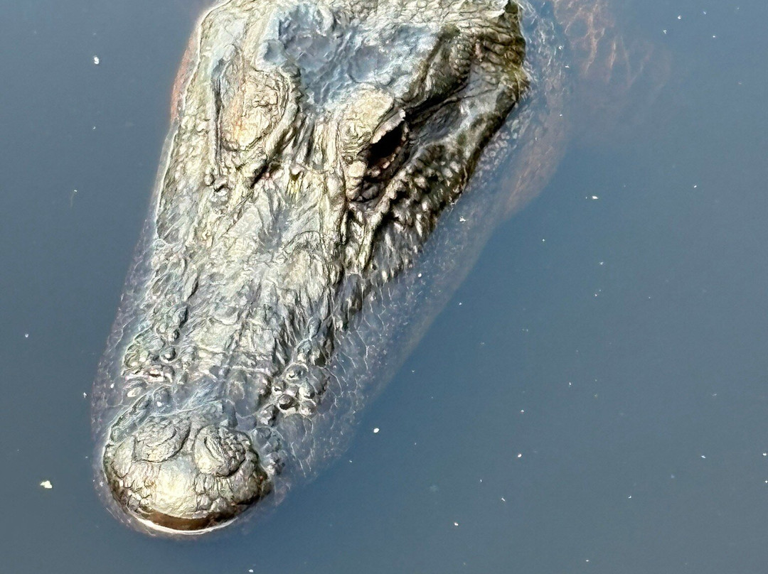 Atchafalaya Basin Landing & Airboat Swamp Tours-布里奥克斯桥必去景点