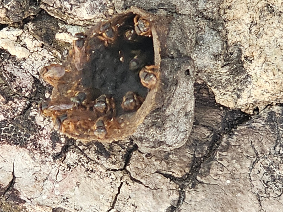 Mayan Bee Sanctuary-San Miguel de Cozumel必去景点