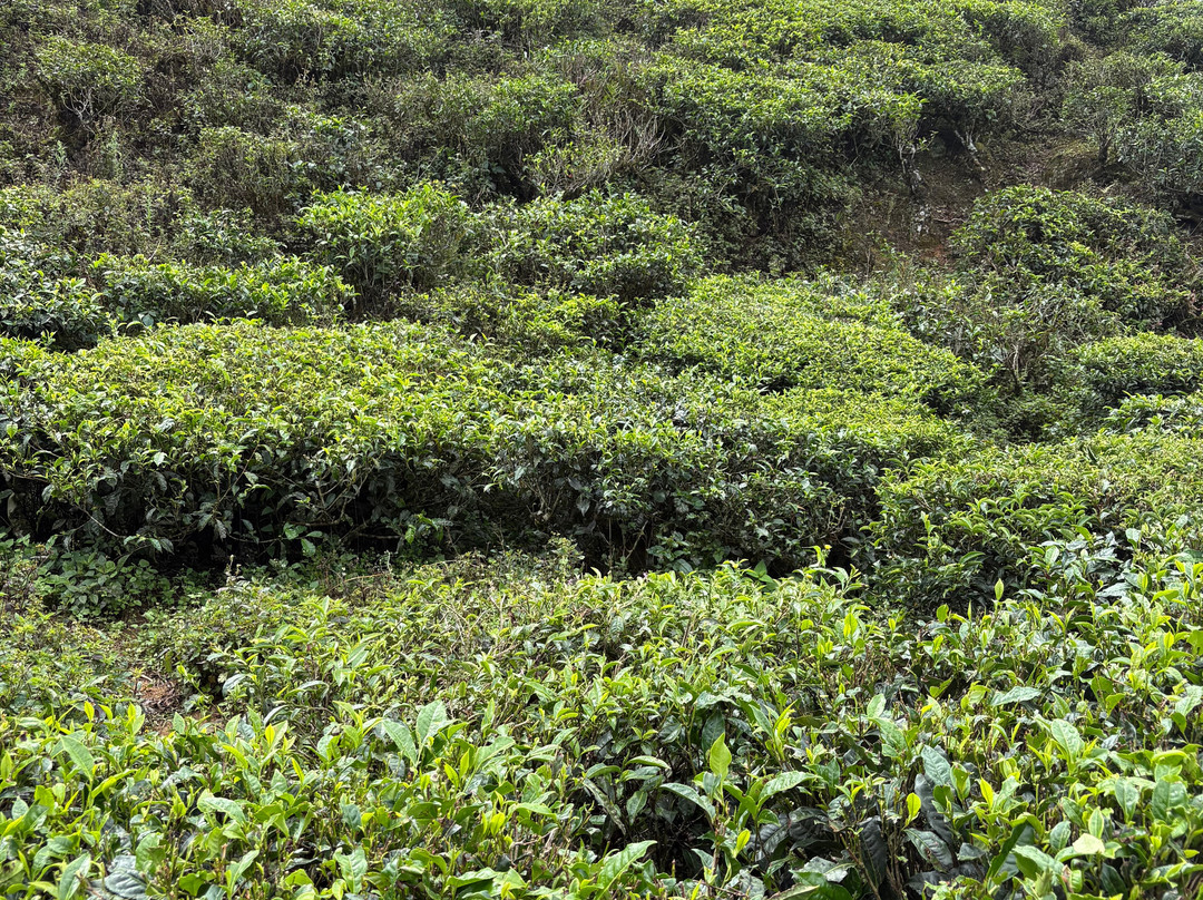 Guide in Sri Lanka Rathu & Olga Tours-贝卢瓦拉必去景点