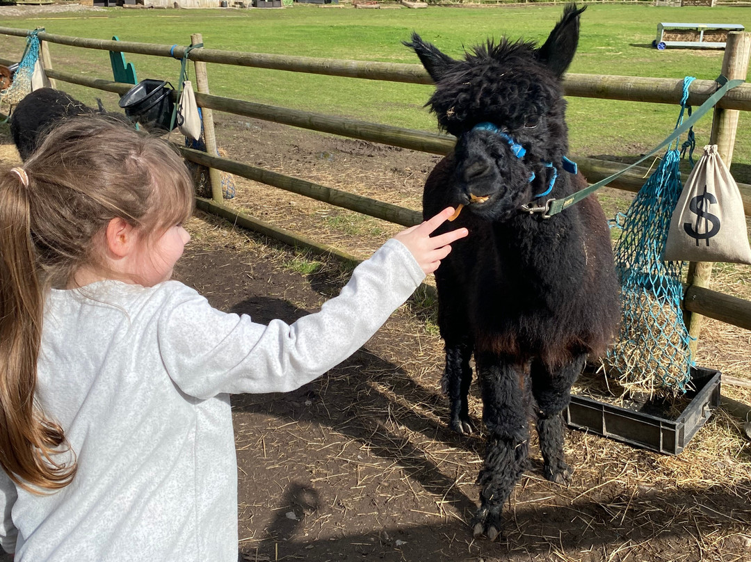 Woodlands Alpaca Farm-沃灵顿必去景点