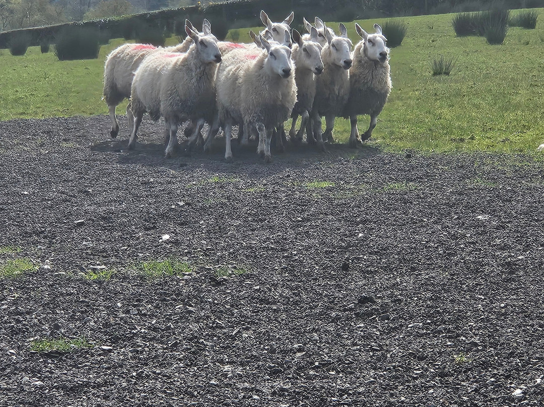Glenshane Country Farm-Maghera必去景点