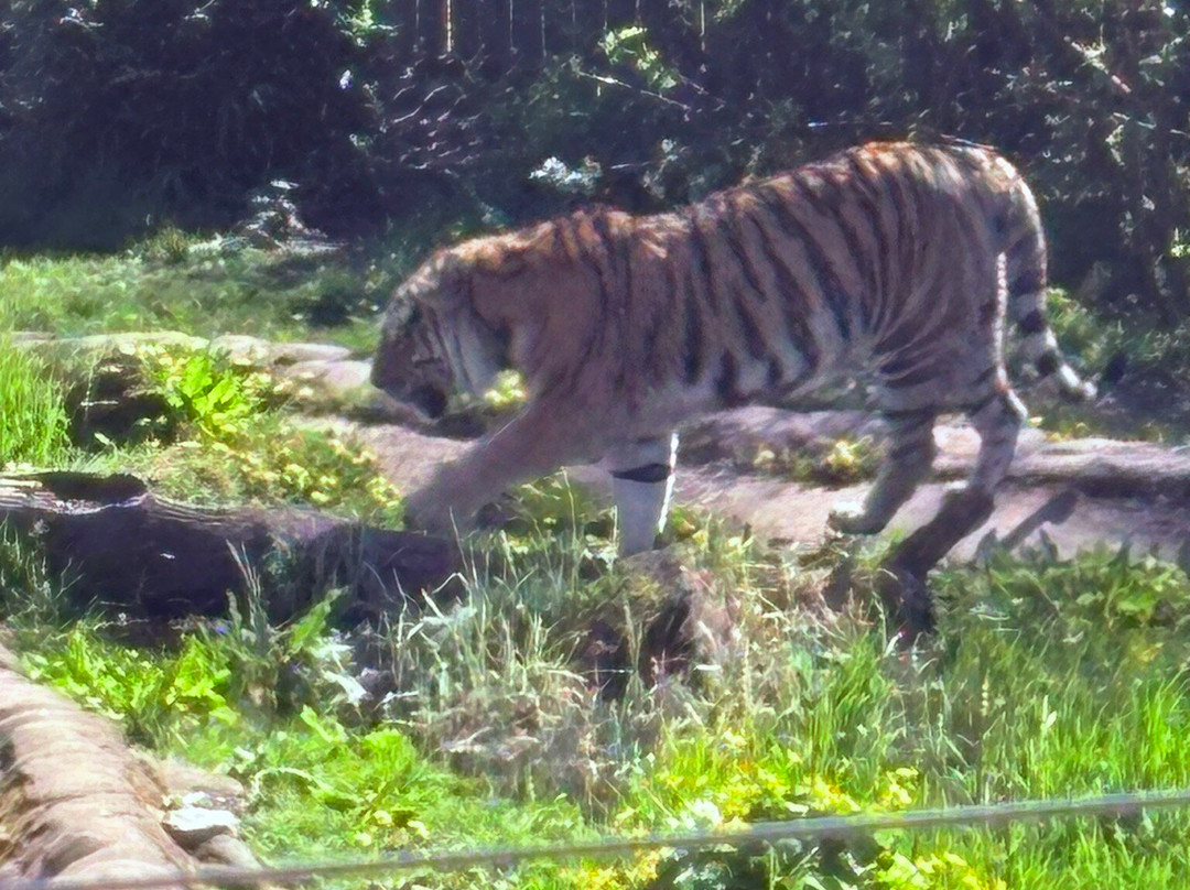 Blair Drummond Safari & Adventure Park-斯特灵必去景点