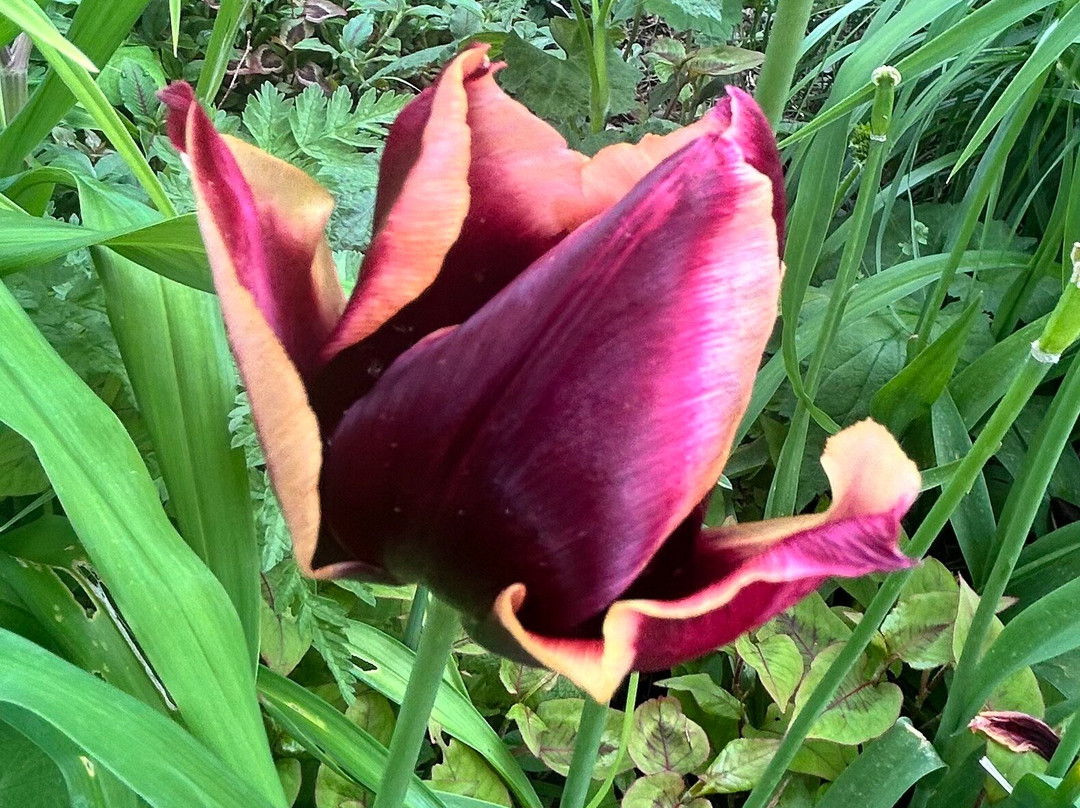 Holehird Gardens-温德米尔必去景点
