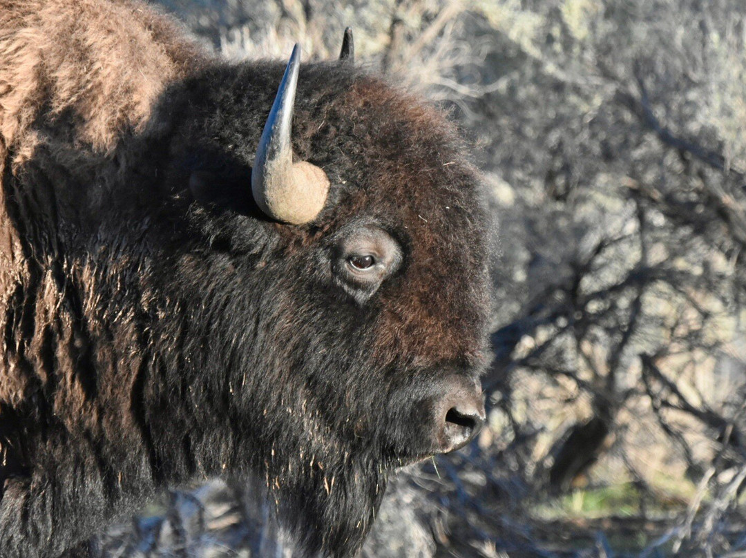 Yellowstone Wolf Tracker-加德纳必去景点