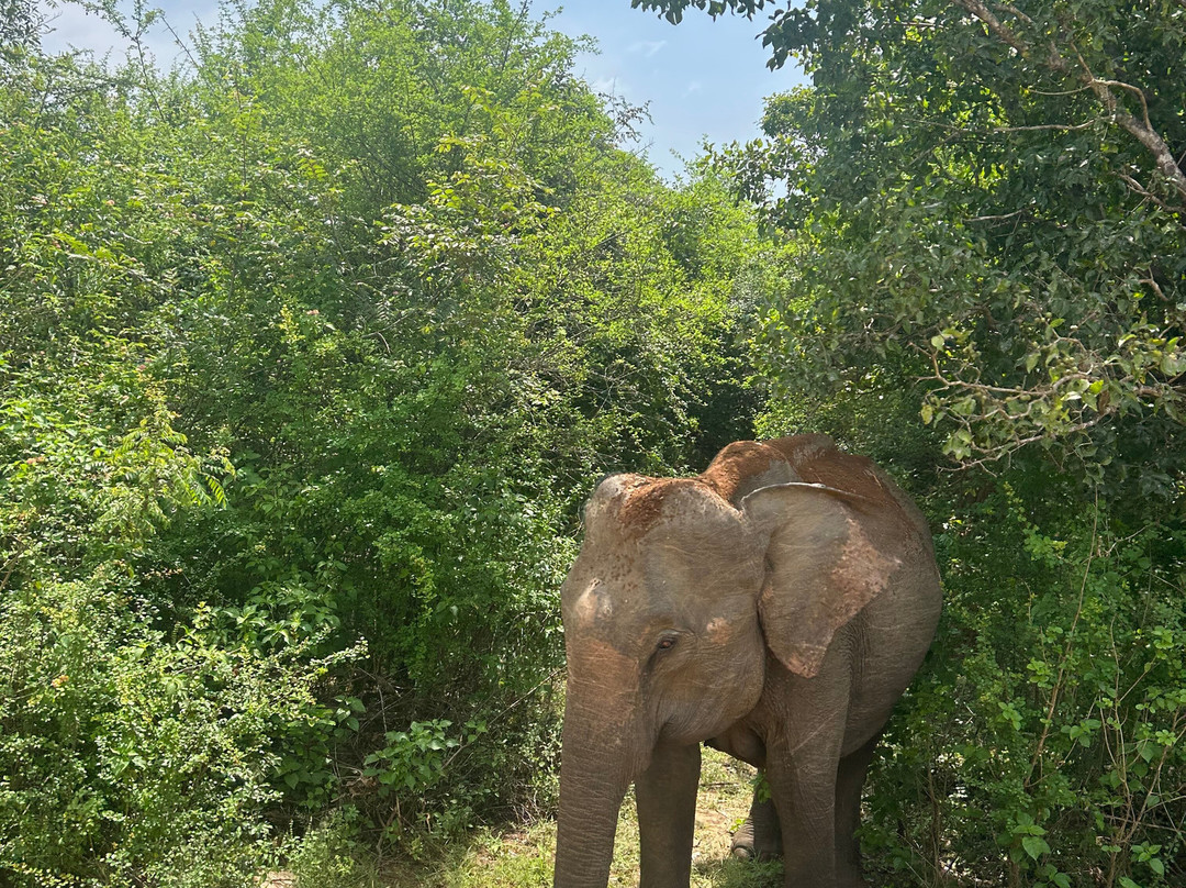 Udawalawe Ethical Safari-乌达瓦拉瓦必去景点