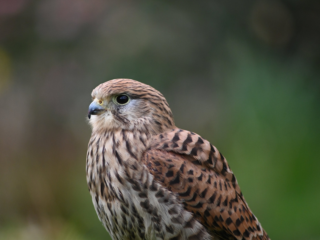 Kintail Birds of Prey Argyll-Dalmally必去景点