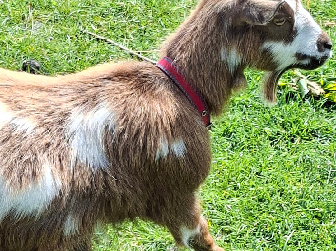 Middle England Farm Alpacas-Henley in Arden必去景点