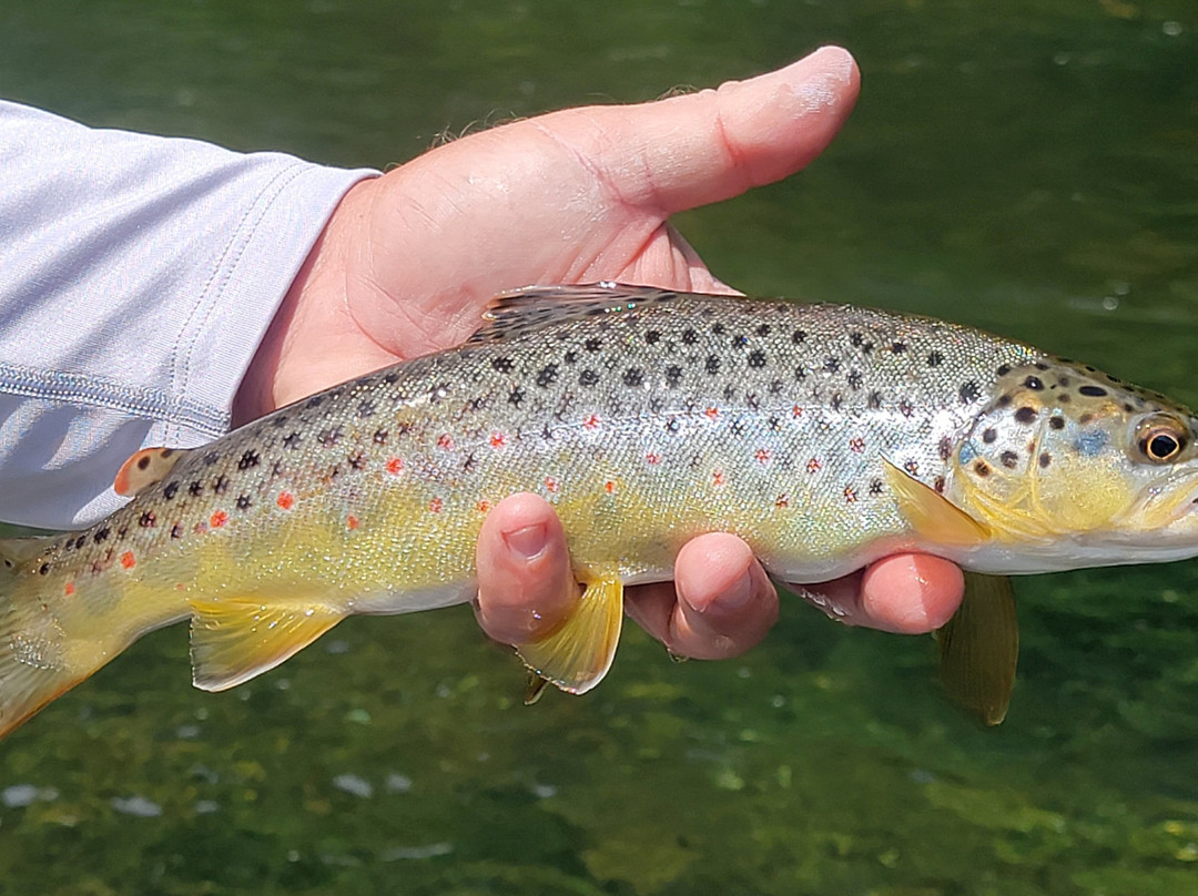 South Holston River Fly Shop-布里斯托尔必去景点