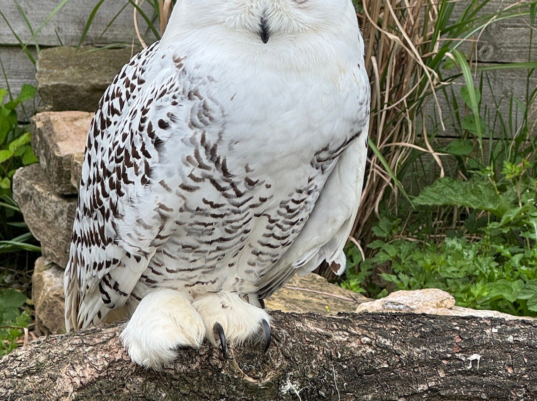 Gauntlet Birds Of Prey-纳茨福德必去景点