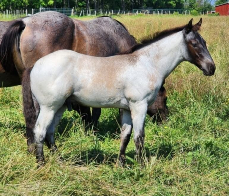 Angus Valley Stables
