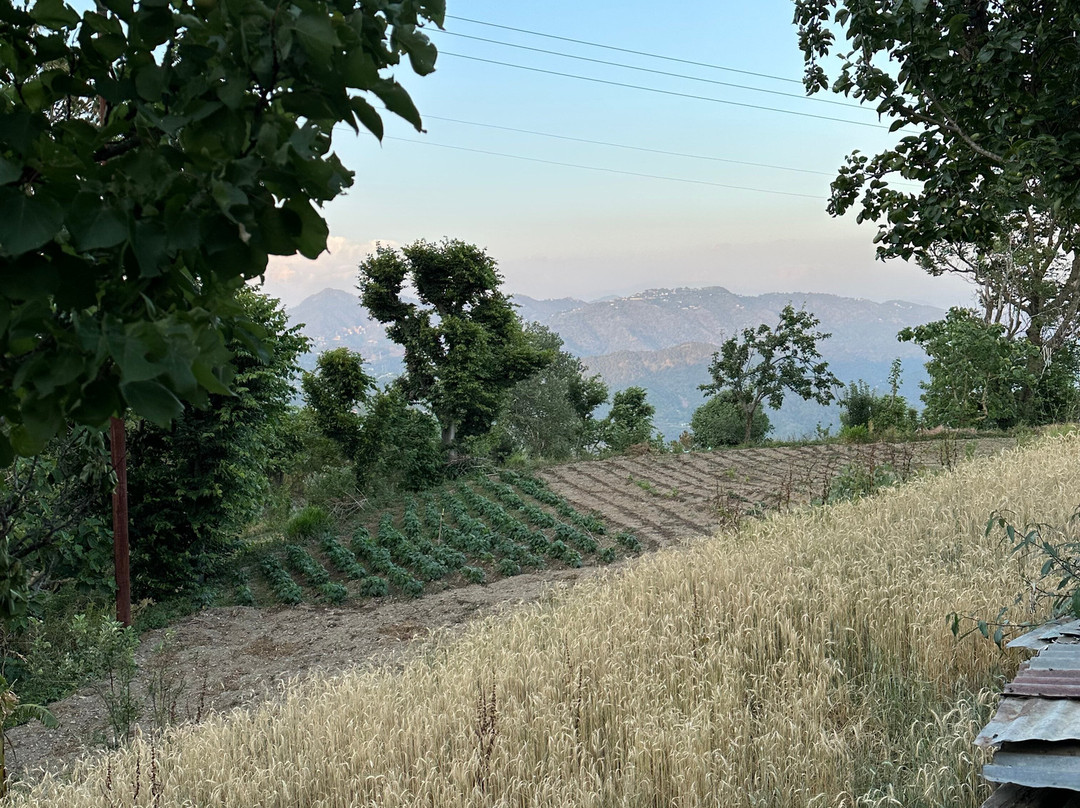 Kasauli Nature Walks With Vanita-Kasauli必去景点