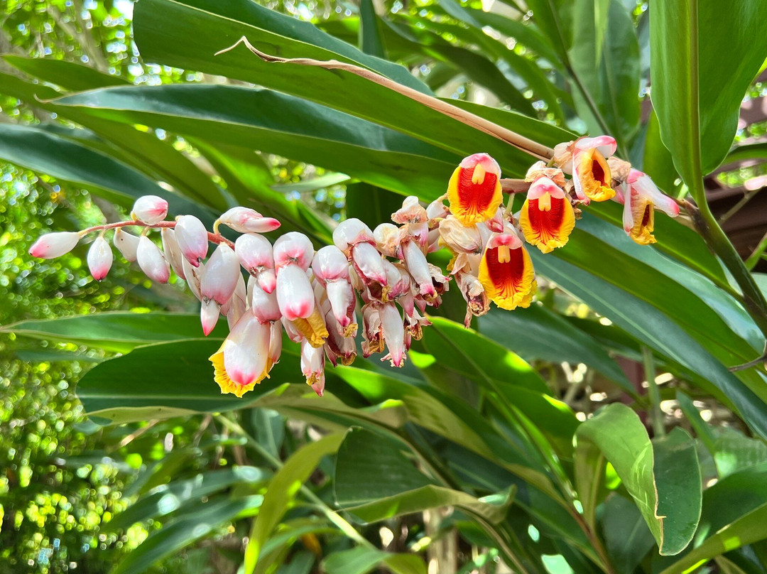 J.R. O'Neal Botanical Gardens-Road Town必去景点