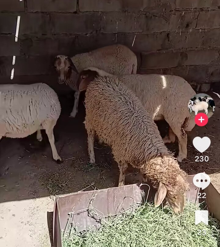 哈玛麦德内斯瑞尼酒店主图