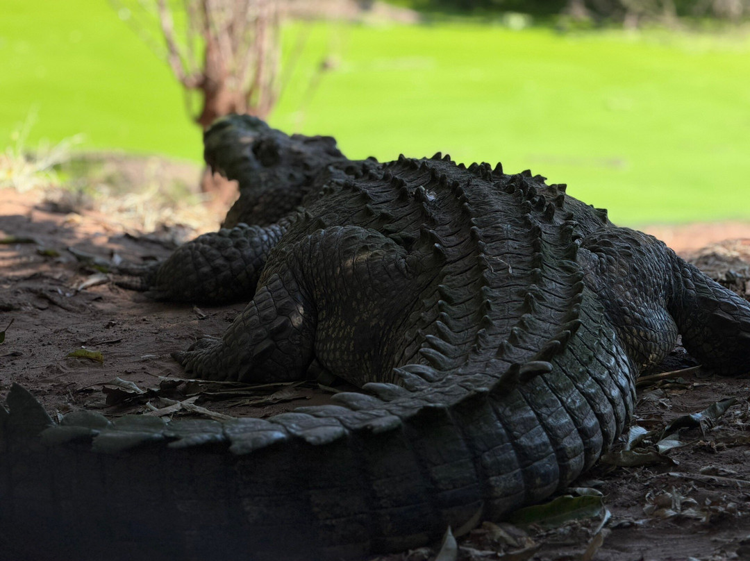 Chobe Crocodile Farm