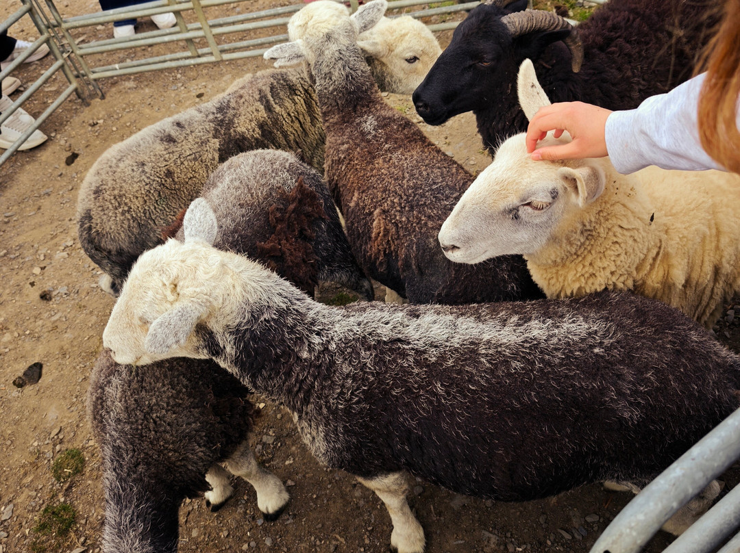Sheep Smarts-Rathdrum必去景点