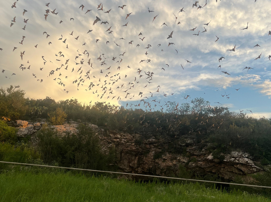 Frio Bat Flight Tours-Concan必去景点