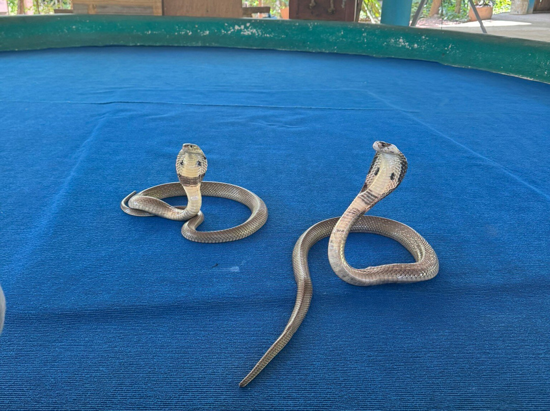 King Cobra Chiang Mai Show