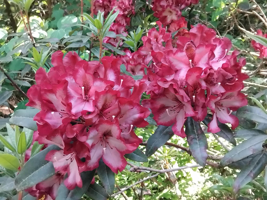 Jardin Botanique de Gondremer-Autrey必去景点