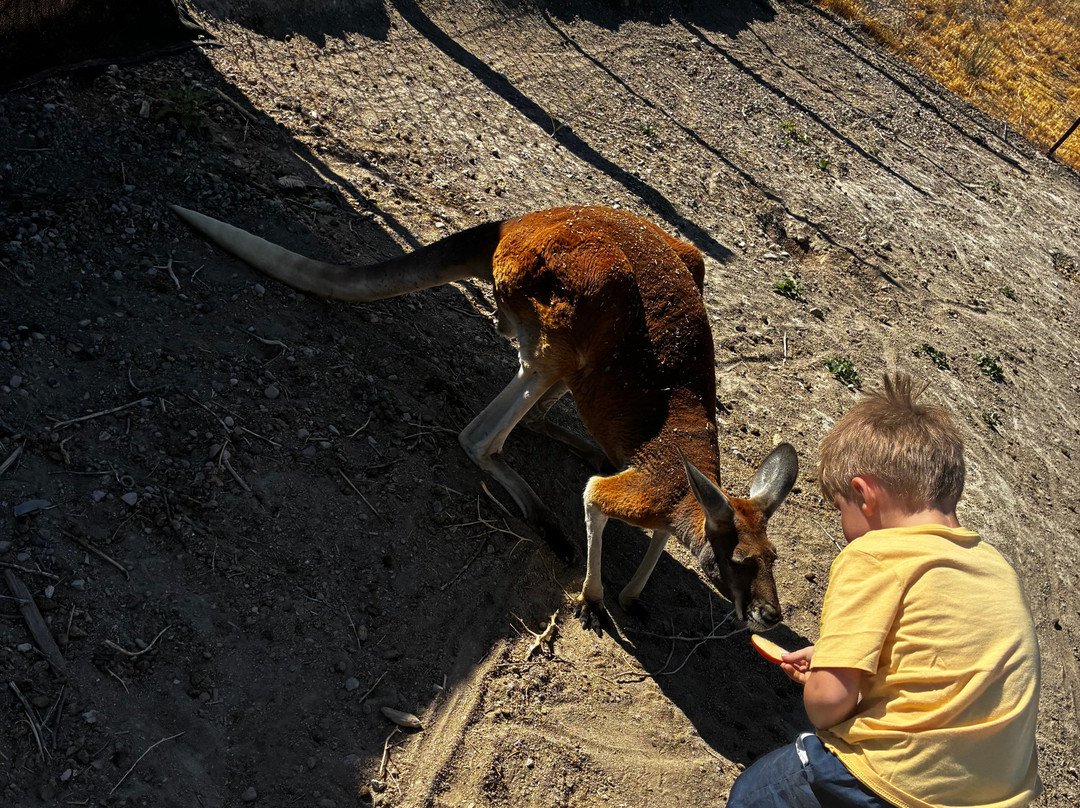 Utah Petting Zoo At Ivie Acres Farm-Grantsville必去景点