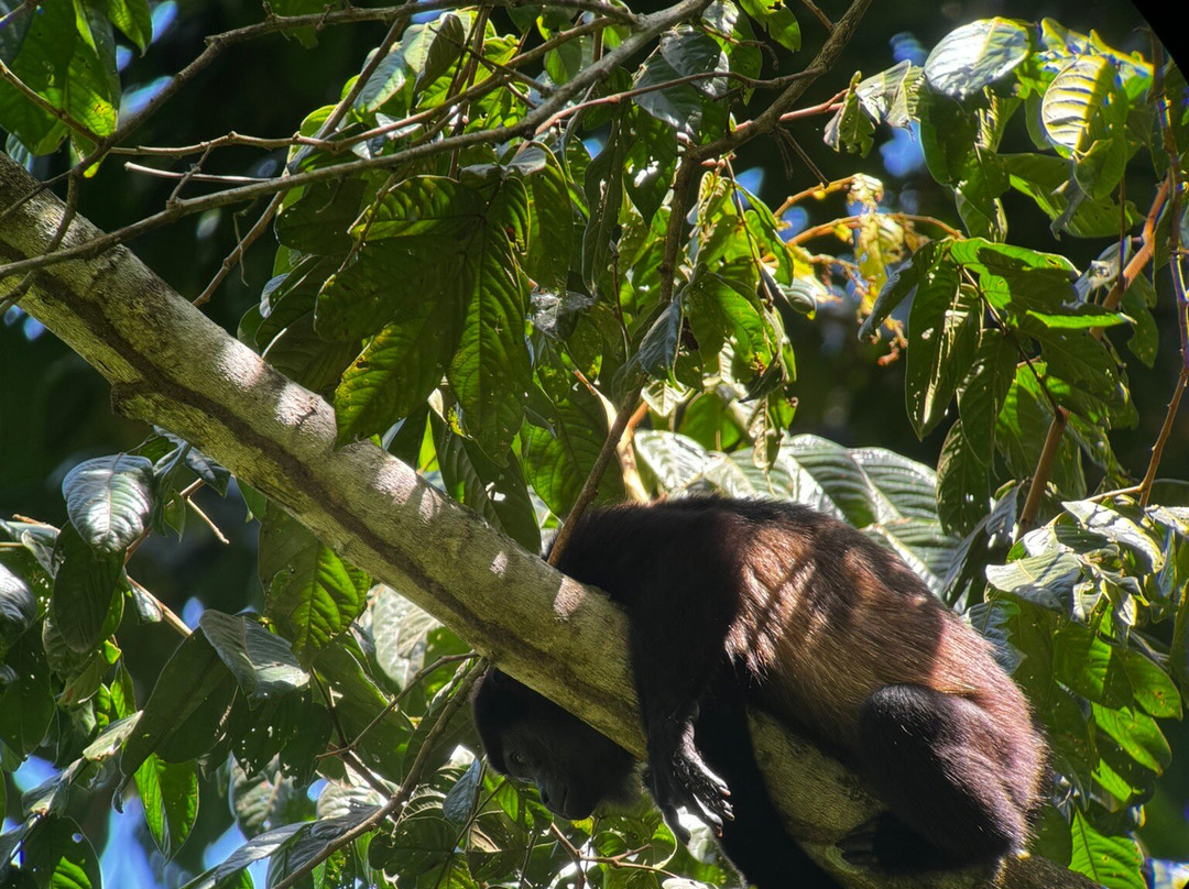 Manuel Antonio Expeditions-哥斯达黎加安东尼奥国家公园必去景点