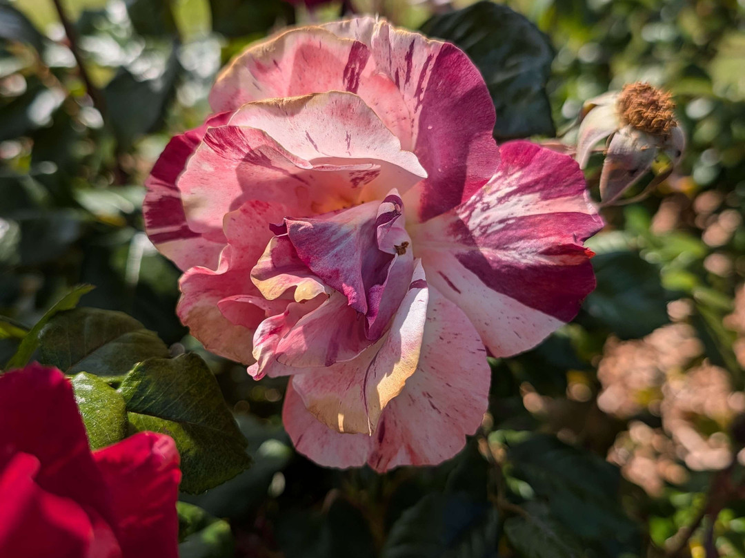 Owen Rose Garden-尤金必去景点