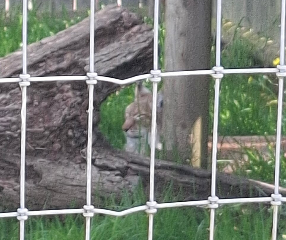 Lincoln Zoo-Newball必去景点