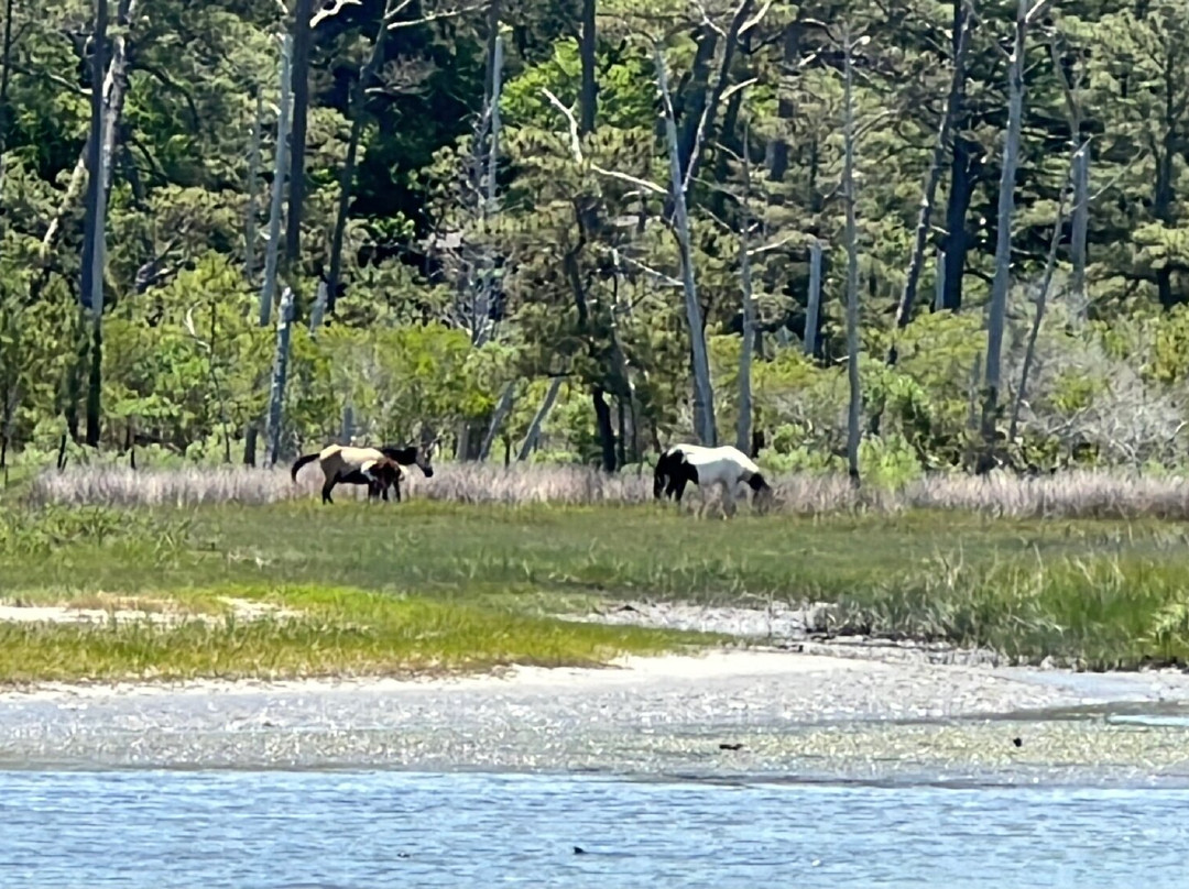 Barnacle Bill's Wild Pony Boat Tours-钦科蒂格岛必去景点