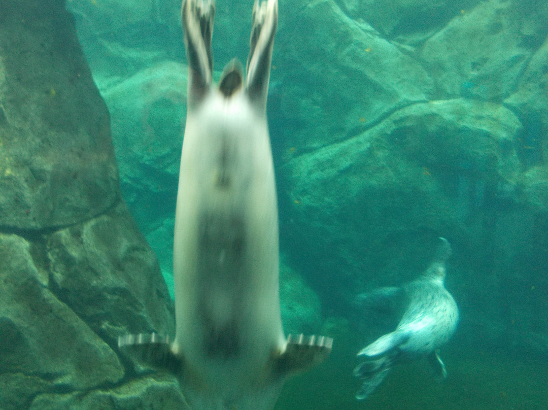 Assiniboine Park Zoo-温尼伯必去景点