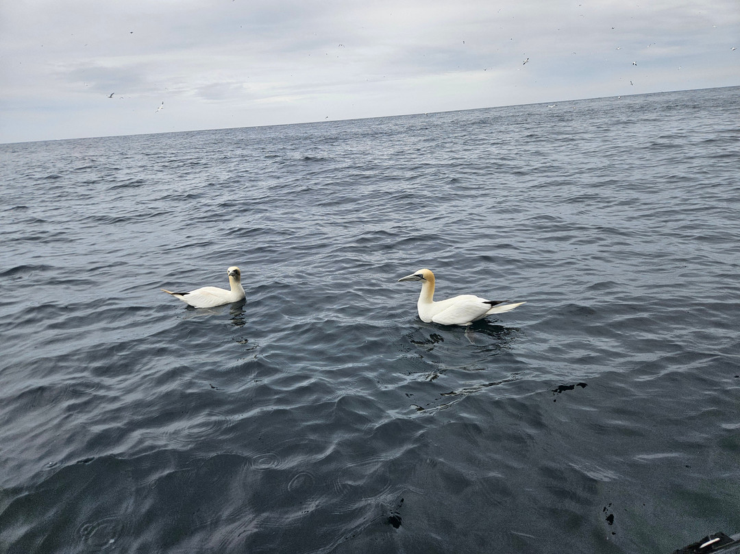 Shetland Seabird Tours - The Noss Boat-Lerwick必去景点